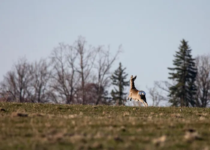Drewniane Z Prywatnym Jacuzzi I Widokiem Na Gory - Klimatyczny Kompleks W Gorach Izerskich #widogruszka * Grudza